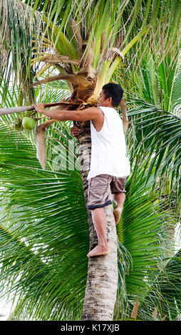 Boracay, Philippines - Dec 17, 2015. A man climbing up to coconut tree for harvest coconut in Boracay, Philippines. Stock Photo