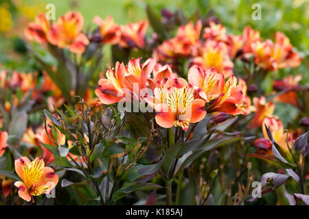 Alstroemeria Indian Summer 'Tesronto' flowers in the garden. Stock Photo