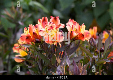 Alstroemeria Indian Summer 'Tesronto' flowers in the garden. Stock Photo