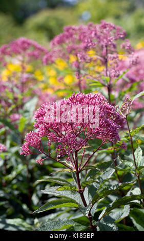 Eupatorium maculatum flowers in late summer. Joe Pye weed. Stock Photo