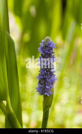 Pontederia cordata flowers in Summer. Stock Photo