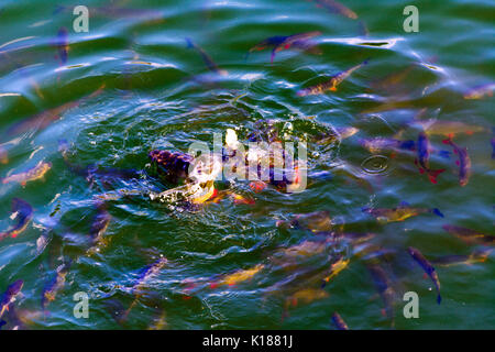 Fish catfish and ide live in ponds to cool the Chernobyl nuclear power plant. Dead radioactive zone. Consequences of the Chernobyl nuclear disaster, A Stock Photo