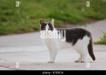 Domestic cat walk on street Stock Photo - Alamy