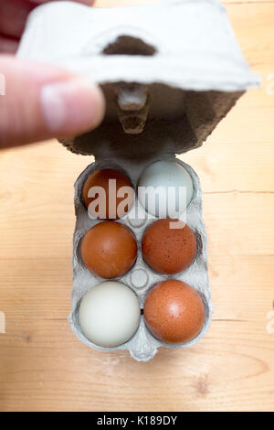 A persons hand lifting up a cardboard carton lid of eggs in a box with multicolored multicoloured eggs visible inside, six eggs, half dozen Stock Photo