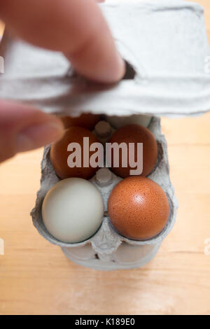 A persons hand lifting up a cardboard carton lid of eggs in a box with multicolored multicoloured eggs visible inside, six eggs, half dozen Stock Photo