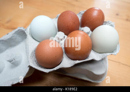 Six fresh free range egss multicoloured or multicolored in two rows in a cardboard egg box on a farmers kitchen table, Flintshire, Wales, UK Stock Photo