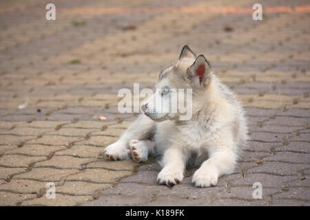 Puppy of Alaskan Malamute. Stock Photo