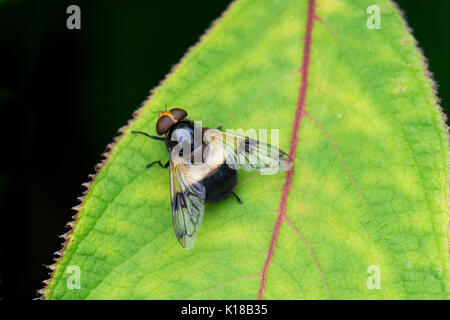 pellucid hoverfly also known as Large Pied-hoverfly  - volucella pellucens - female Stock Photo