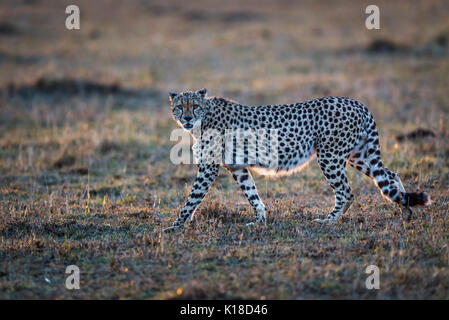 Backlit adult cheetah (Acinonyx jubatus) with characteristic spotted coat walking in early morning light across the savannah of Masai Mara, Kenya Stock Photo