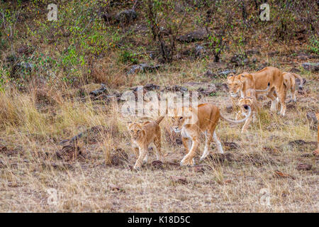 Family of Mara lions (Panthera leo|), two female lionesses and four cubs walking in the savannah of the Masai Mara, Kenya Stock Photo