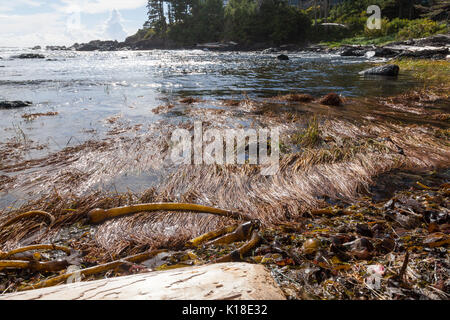 Bull Kelp seaweed (Nereocystis luetkeana) on a beach at Ucluelet British Columbia Canada North America Stock Photo