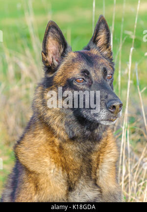 A Belgian Malinoises dog sat in a grass field during a dog training lesson Stock Photo
