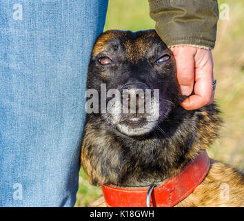 Portrait of a Belgium Malinois dog sat at the side of her owner showing affection Stock Photo