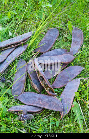 Kentucky coffeetree (Gymnocladus dioicus) Stock Photo