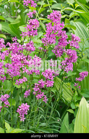 Sticky catchfly (Lychnis viscaria syn. Silene viscaria) Stock Photo