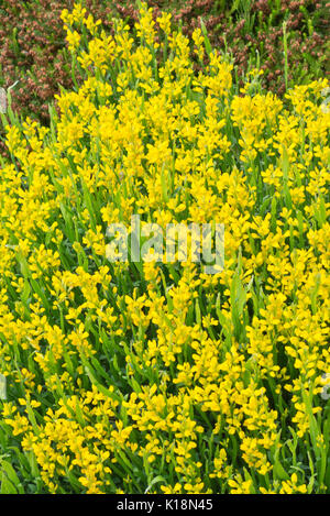 Arrow-jointed broom (Genista sagittalis) Stock Photo