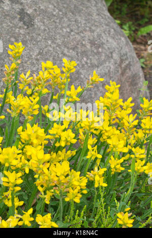 Arrow-jointed broom (Genista sagittalis) Stock Photo