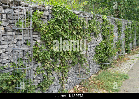 Common ivy (Hedera helix) on a stone wall Stock Photo
