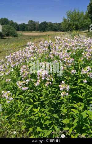 Common soapwort (Saponaria officinalis) Stock Photo
