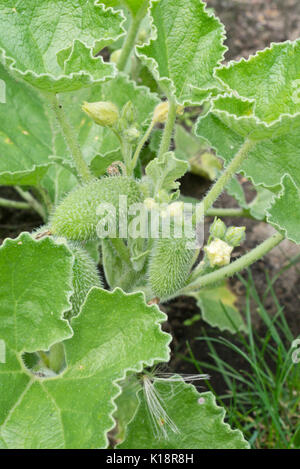 Squirting cucumber (Ecballium elaterium) Stock Photo