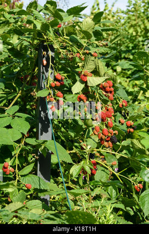 Blackberry (Rubus fruticosus) Stock Photo