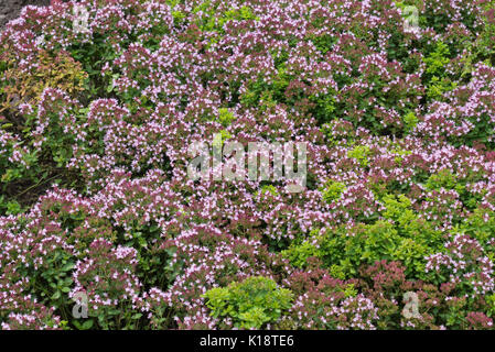 Greek oregano (Origanum vulgare 'Compactum') Stock Photo