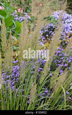 Feather reed grass (Calamagrostis arundinacea var. brachytricha syn. Achnatherum brachytricha) and asters (Aster) Stock Photo