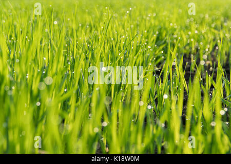 Morning dew on the green shoots of oats. Stock Photo
