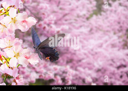 The realistic sakura cherry branch with blooming flowers with nice background color Stock Photo