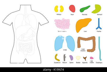 Internal organs - puzzle template for educational use - cut the organs out and put it on the right place of the human body, or color it in. Stock Photo