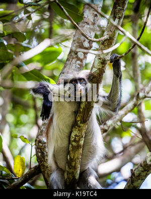 The Red Colobus Monkey is only found on the island of Zanzibar, off the coast of Tanzania, in the Jozani Forest. Stock Photo