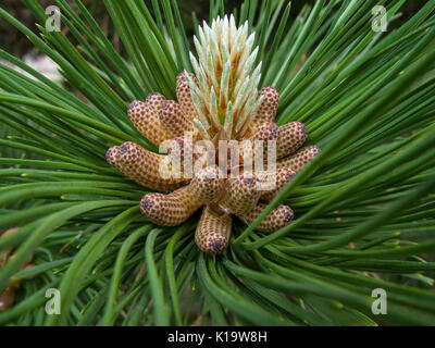 The miracles that we don't notice... Pine flower looks like a tropical fruit or sea anemone. Macro. Stock Photo