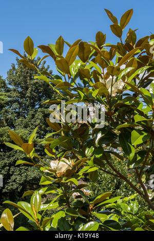Magnolia grandiflora ferruginea, the southern magnolia, in flower, which has glossy greeen foliage and highly scented flowers. Stock Photo