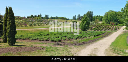 Spring May  hillsd of blossoming Lilac trees.  Tipical Lithuanian summer day landscape. Panoramic collage from several outdoor photos Stock Photo