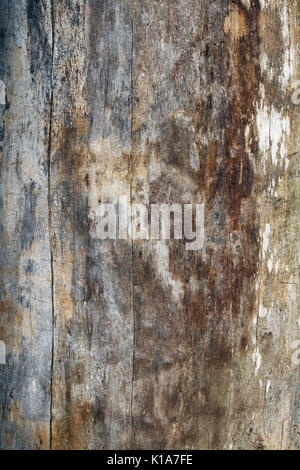 The trunk of a century old oak tree without bark  texture background Stock Photo