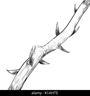 Hand drawing of Thorn. Black and White simple line Vector Illustration for Coloring Book - Line Drawn Vector Stock Vector