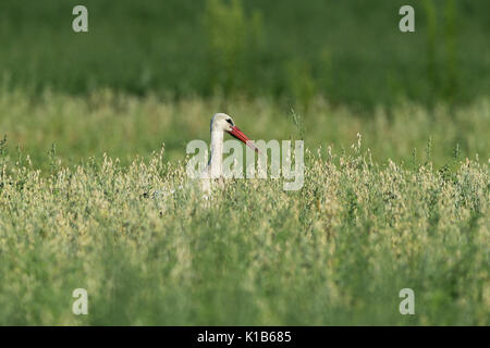 White stork Ciconia ciconia, adult, foraging through meadow, Tiszaalpár, Hungary in July. Stock Photo