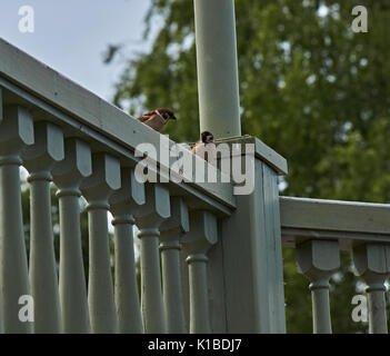 Two sparrows sit on the green railings and look at each other. Birds, wildlife. Plyos, Ivanovo region, Russia. Sparrows on the banisters Stock Photo