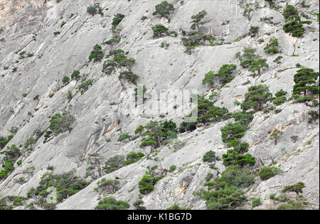 Mountain wall growing on her juniper trees Stock Photo