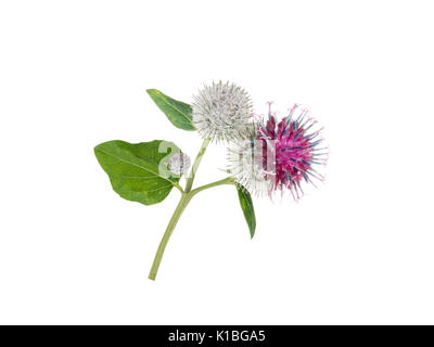 Burdock or arctium flowers and leaves isolated on white Stock Photo