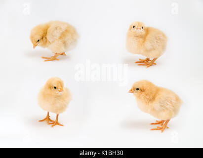 Four newly hatched chicks in a variety of stances on a white background Stock Photo
