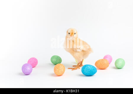 Yellow Easter chick stands on a white background among small glittery eggs Stock Photo
