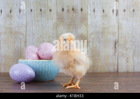 A small yellow chick looks at the camera near a bowl of colorful eggs - wood planks on floor and background Stock Photo