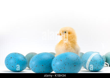 Yellow fluffy Easter chick stands amid a bunch of speckled blue eggs Stock Photo