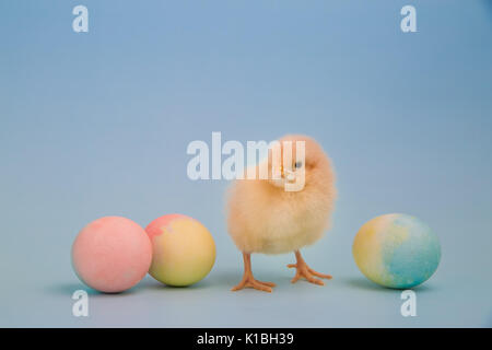 A fluffy yellow chick stands facing the camera in a line of dyed Easter eggs on light blue background Stock Photo