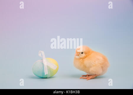 A fluffy yellow chick sits next to a single Easter egg on a pink and blue background Stock Photo