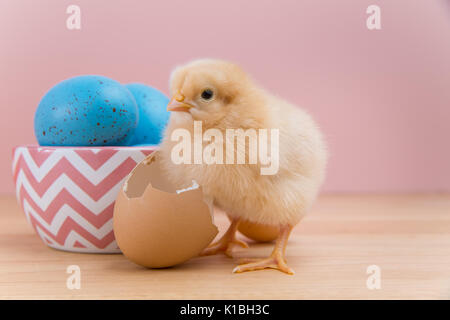 Yellow fluffy Easter chick looking at camera on pink background stands by bowl of blue speckled eggs and broken egg shell Stock Photo