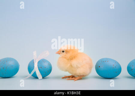 A fluffly yellow chick sits in a line of blue speckled eggs on light blue background Stock Photo