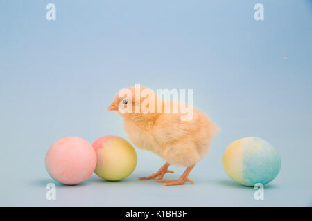 A fluffly yellow chick sits in a line of blue speckled eggs on light blue background Stock Photo