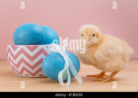 Yellow fluffy Easter chick on pink background stands by bowl of blue speckled eggs Stock Photo